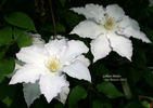 Gillian Blades clematis photo