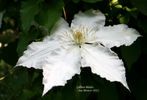 Gillian Blades clematis photo