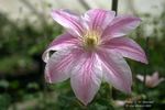 C.W. Dowman clematis photo