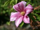 Caroline clematis photo