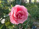 Bowie Pink Lady rose photo
