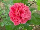 Catalònia rose photo