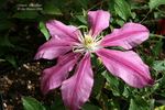 Liberation clematis photo