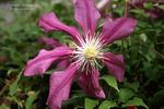 Liberation clematis photo