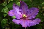 Richard Pennell clematis photo