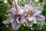 Samantha Denny clematis photo