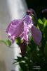 Alionushka clematis photo