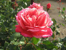 Mission Bells rose photo