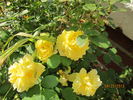 Polly Sunshine rose photo