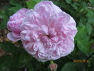 Sidonie rose photo