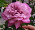 Orchid Masterpiece, Cl. rose photo