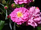 Werner von Blon rose photo