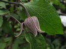 <i>C. fusca</i> Turcz. clematis photo