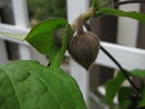 fusca clematis photo