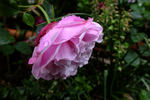 Alice Hoffman rose photo