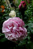 Alice Hoffman rose photo