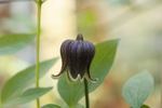 C. fusca 'Kamtschatica' clematis photo