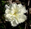 Ibrido di Castello rose photo