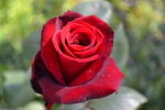 Marina Marini rose photo