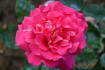 Rendez-Vous rose photo