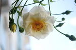White Skyliner rose photo