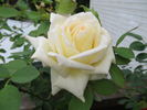 Pasadena Star rose photo