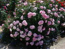 Kimberlina ™ rose photo