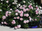 Our Lady of Guadalupe ™ rose photo