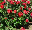 Power Point™ rose photo