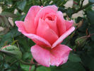 Mission Bells rose photo