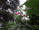 Schoener's Nutkana rose photo