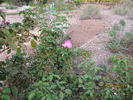 Schoener's Nutkana rose photo
