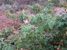 Schoener's Nutkana rose photo