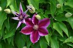 Kilian Donahue clematis photo