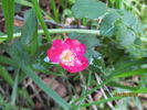 R. pinetorum rose photo