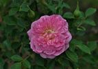 Rountuit ™ rose photo