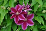 Kilian Donahue clematis photo