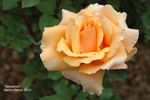 Sensation rose photo