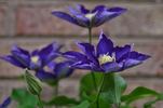 Haku Ookan clematis photo