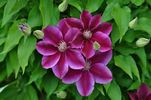 Kilian Donahue clematis photo
