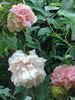 Baronne d'Ales peony photo