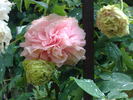 Baronne d'Ales peony photo