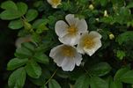 Robbie Burns rose photo