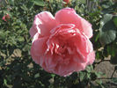 Mission Bells rose photo