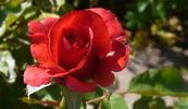 Pink Freedom rose photo