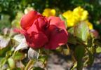 Pink Freedom rose photo