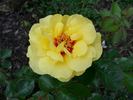 Eyeconic rose photo