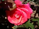 We Salute You ™ rose photo