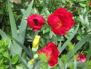 Dad peony photo