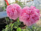 Ville de Toulouse rose photo